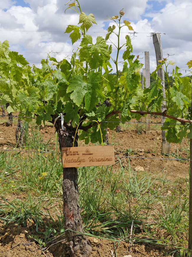 Виноградник на урожай